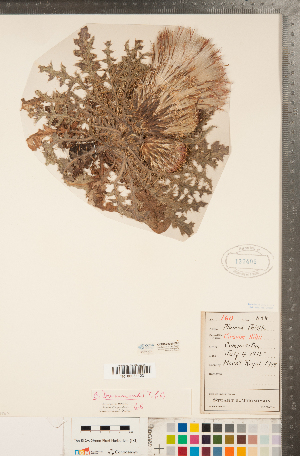  ( - CCDB-22990-F05)  @11 [ ] Copyright (2015) Deb Metsger Royal Ontario Museum