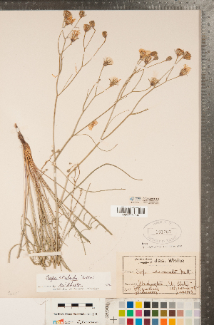  ( - CCDB-22990-B06)  @11 [ ] Copyright (2015) Deb Metsger Royal Ontario Museum