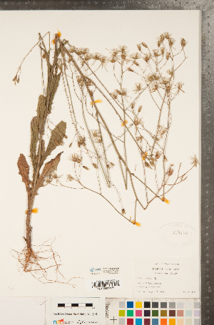  (Crepis pulchra - CCDB-22990-A06)  @11 [ ] Copyright (2015) Deb Metsger Royal Ontario Museum