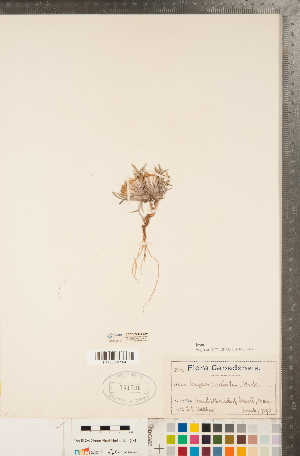  (Erigeron radicatus - CCDB-22990-E10)  @11 [ ] Copyright (2015) Deb Metsger Royal Ontario Museum
