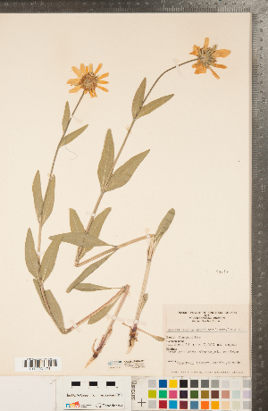  (Helianthella uniflora - CCDB-22990-C11)  @11 [ ] Copyright (2015) Deb Metsger Royal Ontario Museum