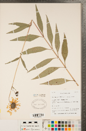  (Helianthus x laetiflorus - CCDB-22990-F12)  @11 [ ] Copyright (2015) Deb Metsger Royal Ontario Museum