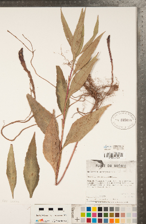  (Helianthus pauciflorus - CCDB-22990-B12)  @11 [ ] Copyright (2015) Deb Metsger Royal Ontario Museum