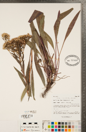  (Solidago houghtonii - CCDB-22991-C03)  @11 [ ] Copyright (2015) Deb Metsger Royal Ontario Museum