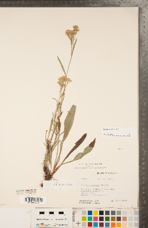  (Solidago ohioensis - CCDB-22991-F05)  @11 [ ] Copyright (2015) Deb Metsger Royal Ontario Museum