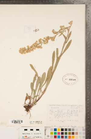  (Solidago gillmani - CCDB-22991-H06)  @11 [ ] Copyright (2015) Deb Metsger Royal Ontario Museum