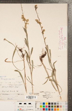  (Solidago jejunifolia - CCDB-22991-H07)  @11 [ ] Copyright (2015) Deb Metsger Royal Ontario Museum