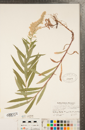  (Solidago elongata - CCDB-22991-D08)  @11 [ ] Copyright (2015) Deb Metsger Royal Ontario Museum