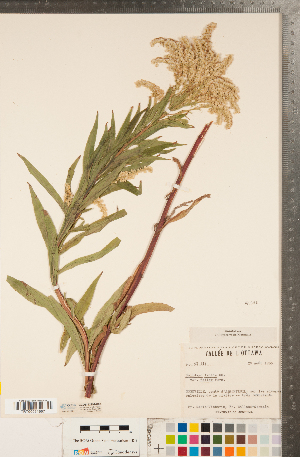  (Solidago fallax var. fallax - CCDB-22991-H09)  @11 [ ] Copyright (2015) Deb Metsger Royal Ontario Museum