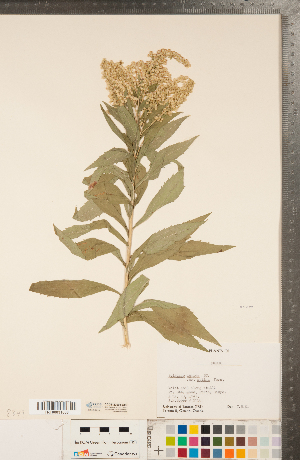  (Solidago fallax var. molina - CCDB-22991-G09)  @11 [ ] Copyright (2015) Deb Metsger Royal Ontario Museum