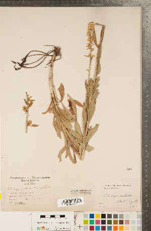  (Solidago pallida - CCDB-22991-D09)  @11 [ ] Copyright (2015) Deb Metsger Royal Ontario Museum