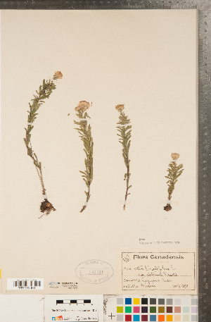  (Ionactis linariifolia - CCDB-22991-H10)  @11 [ ] Copyright (2015) Deb Metsger Royal Ontario Museum