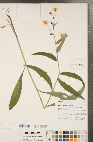  (Hieracium tridentatum - CCDB-22991-E10)  @11 [ ] Copyright (2015) Deb Metsger Royal Ontario Museum