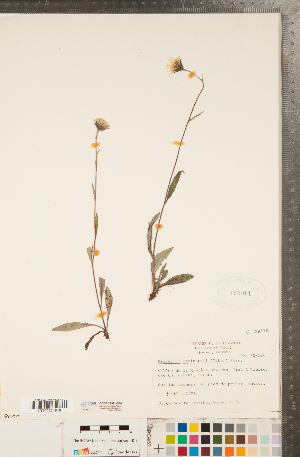  (Hieracium robinsonii - CCDB-22991-D10)  @11 [ ] Copyright (2015) Deb Metsger Royal Ontario Museum