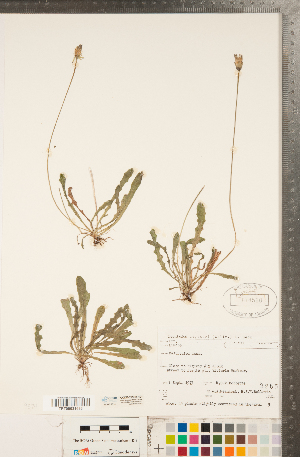  (Leontodon saxatilis ssp. saxatilis - CCDB-22992-H01)  @11 [ ] Copyright (2015) Deb Metsger Royal Ontario Museum