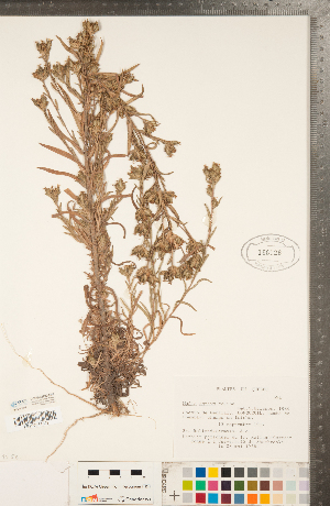  (Madia sativa - CCDB-22992-E02)  @11 [ ] Copyright (2015) Deb Metsger Royal Ontario Museum