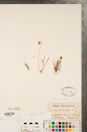 (Microseris bigelovii - CCDB-22992-C02)  @11 [ ] Copyright (2015) Deb Metsger Royal Ontario Museum