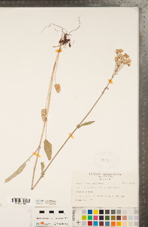  (Packera schweinitziana - CCDB-22992-E04)  @11 [ ] Copyright (2015) Deb Metsger Royal Ontario Museum
