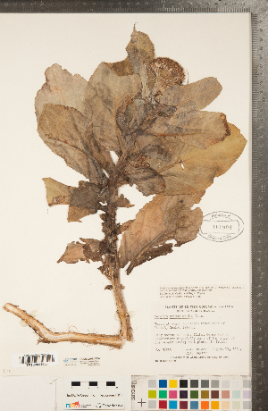  (Senecio pseudoarnica - CCDB-22992-B04)  @11 [ ] Copyright (2015) Deb Metsger Royal Ontario Museum