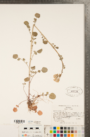  (Packera glabella - CCDB-22992-H07)  @11 [ ] Copyright (2015) Deb Metsger Royal Ontario Museum