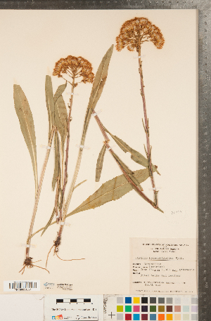  (Senecio hydrophiloides - CCDB-22992-A07)  @11 [ ] Copyright (2015) Deb Metsger Royal Ontario Museum