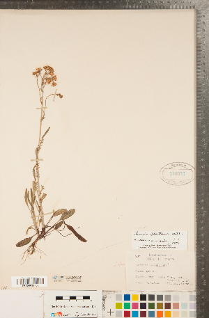  (Packera plattensis - CCDB-22992-F09)  @11 [ ] Copyright (2015) Deb Metsger Royal Ontario Museum