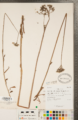  (Pilosella xfloribunda - CCDB-22992-D10)  @11 [ ] Copyright (2015) Deb Metsger Royal Ontario Museum