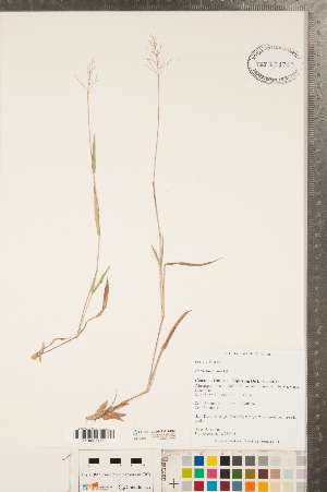  (Dichanthelium ovale subsp. pseudopubescens - CCDB-23112-B03)  @11 [ ] Copyright (2015) Deb Metsger Royal Ontario Museum