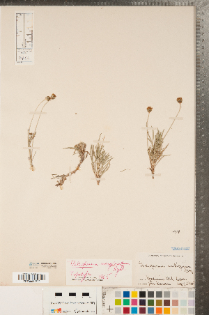  (Thelesperma subnudum - CCDB-23110-H02)  @11 [ ] Copyright (2015) Deb Metsger Royal Ontario Museum