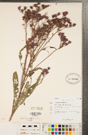  (Vernonia missurica - CCDB-23110-B02)  @11 [ ] Copyright (2015) Deb Metsger Royal Ontario Museum