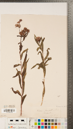 (Vernonia fasciculata - CCDB-23110-A02)  @11 [ ] Copyright (2015) Deb Metsger Royal Ontario Museum