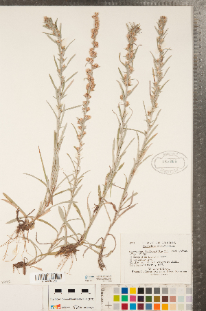  (Omalotheca sylvatica - CCDB-23110-A03)  @11 [ ] Copyright (2015) Deb Metsger Royal Ontario Museum