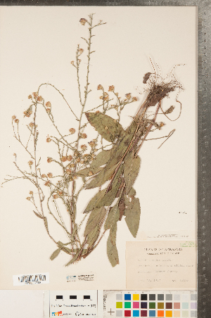  (Symphyotrichum oolentangiense - CCDB-23110-B06)  @11 [ ] Copyright (2015) Deb Metsger Royal Ontario Museum