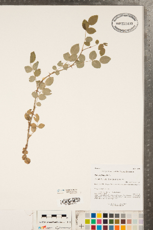  (Rosa rubiginosa - CCDB-23110-D11)  @11 [ ] Copyright (2015) Deb Metsger Royal Ontario Museum