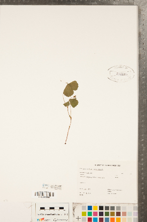  (Rubus arcticus - CCDB-23110-B12)  @11 [ ] Copyright (2015) Deb Metsger Royal Ontario Museum