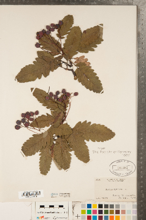  ( - CCDB-23111-H02)  @11 [ ] Copyright (2015) Deb Metsger Royal Ontario Museum