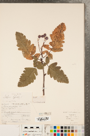  ( - CCDB-23111-F02)  @11 [ ] Copyright (2015) Deb Metsger Royal Ontario Museum