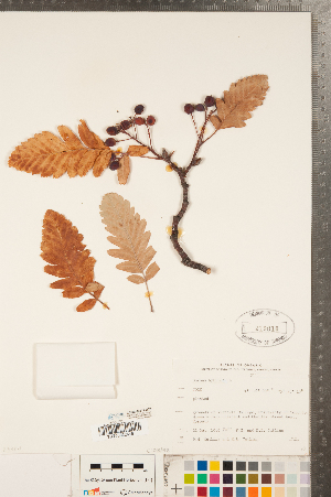  ( - CCDB-23111-D02)  @11 [ ] Copyright (2015) Deb Metsger Royal Ontario Museum