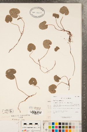  (Rubus repens - CCDB-23111-C03)  @11 [ ] Copyright (2015) Deb Metsger Royal Ontario Museum