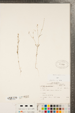  ( - CCDB-23111-D04)  @11 [ ] Copyright (2015) Deb Metsger Royal Ontario Museum