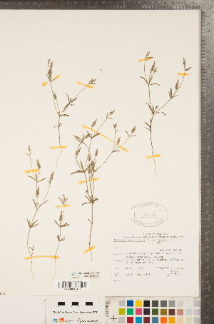  (Polygala verticillata - CCDB-23111-C04)  @11 [ ] Copyright (2015) Deb Metsger Royal Ontario Museum