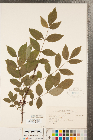  (Zanthoxylum americanum - CCDB-23111-B05)  @11 [ ] Copyright (2015) Deb Metsger Royal Ontario Museum