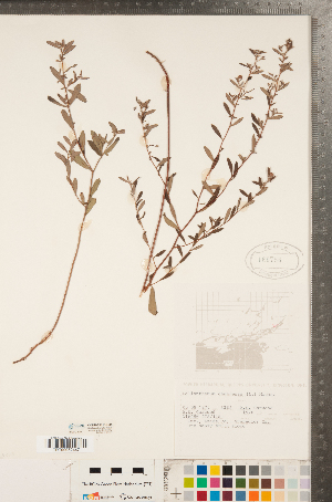  ( - CCDB-23111-H06)  @11 [ ] Copyright (2015) Deb Metsger Royal Ontario Museum