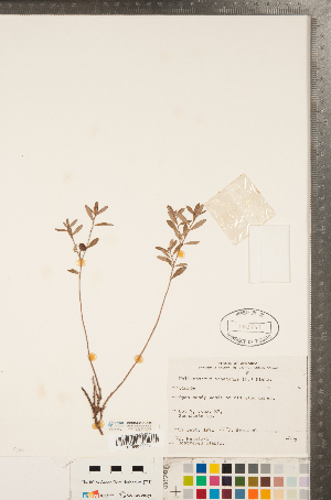  ( - CCDB-23111-G06)  @11 [ ] Copyright (2015) Deb Metsger Royal Ontario Museum