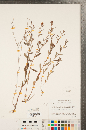  ( - CCDB-23111-F06)  @11 [ ] Copyright (2015) Deb Metsger Royal Ontario Museum