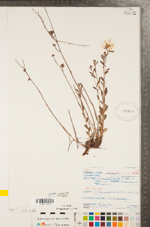  ( - CCDB-23111-E06)  @11 [ ] Copyright (2015) Deb Metsger Royal Ontario Museum