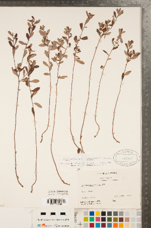  ( - CCDB-23111-C06)  @11 [ ] Copyright (2015) Deb Metsger Royal Ontario Museum