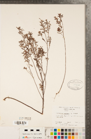  (Crocanthemum canadense - CCDB-23111-B06)  @11 [ ] Copyright (2015) Deb Metsger Royal Ontario Museum