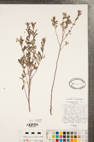  ( - CCDB-23111-A06)  @11 [ ] Copyright (2015) Deb Metsger Royal Ontario Museum