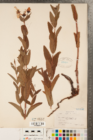 (Hypericum ascyron ssp pyramidatum - CCDB-23111-H09)  @11 [ ] Copyright (2015) Deb Metsger Royal Ontario Museum